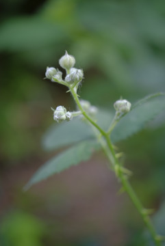 黑莓花蕾