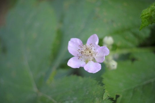 黑莓开花