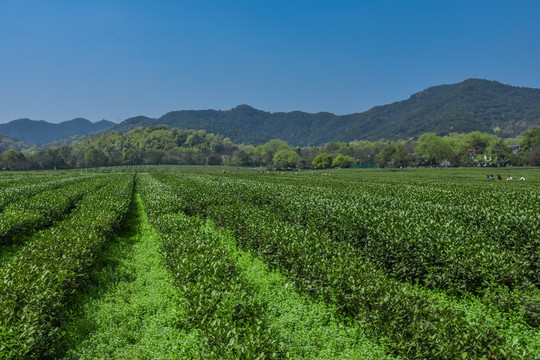 龙井茶种植