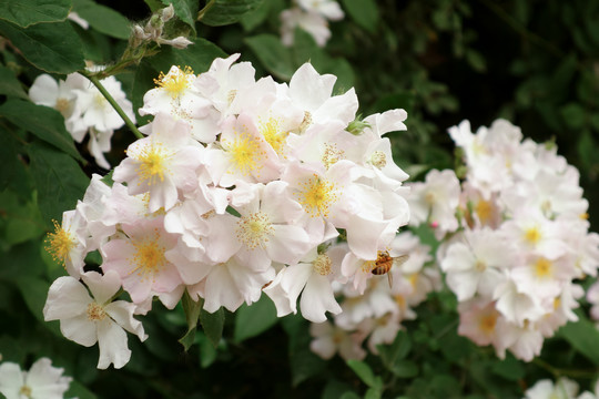 白蔷薇花