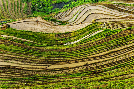 龙脊梯田