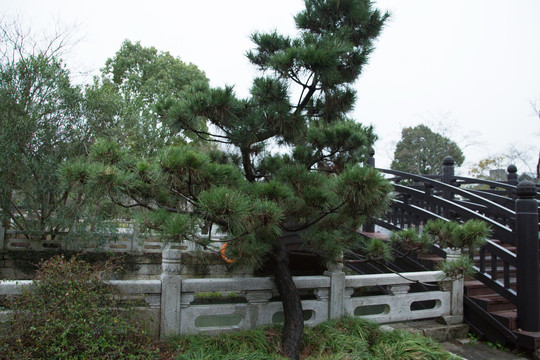 植物园里的松树