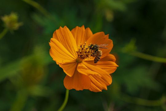 百日菊