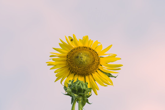 向日葵花