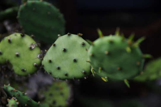 仙人掌特写绿植微距