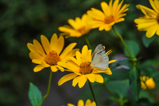 几朵绽放黄色的赛菊芋花与蝴蝶