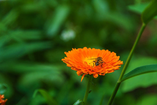 一朵金盏菊花与一只黑小蜜蜂