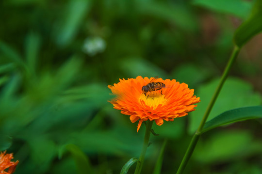 一只黑小蜜蜂与一朵金盏菊花