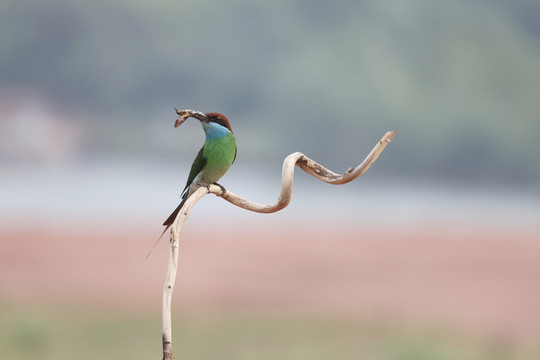 蓝喉蜂虎