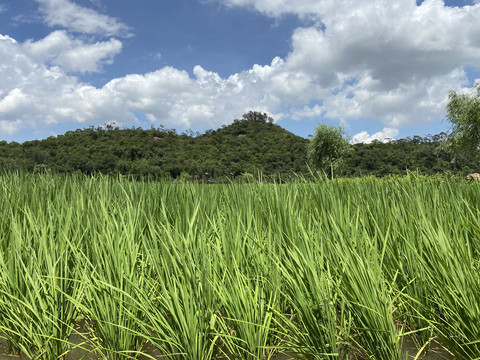 种植水稻