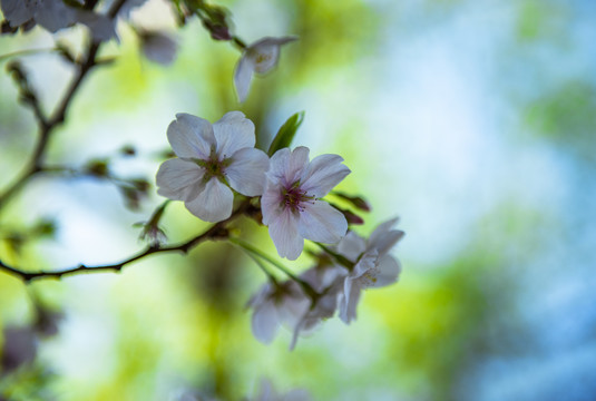 花卉唯美图片