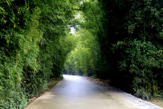 道路竹林