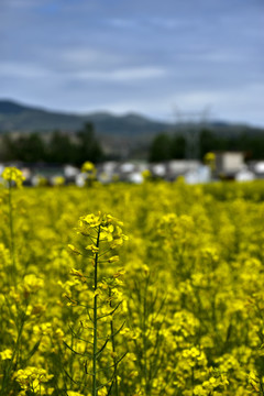 油菜花