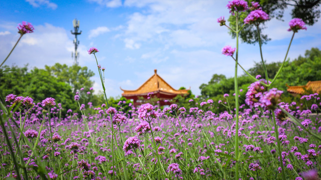 马鞭花海