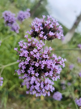 马鞭花