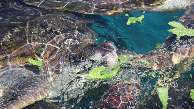 双月湾海龟湾海龟
