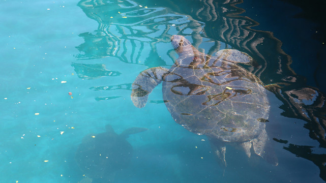 双月湾海龟湾海龟