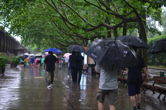 雨中打伞的行人