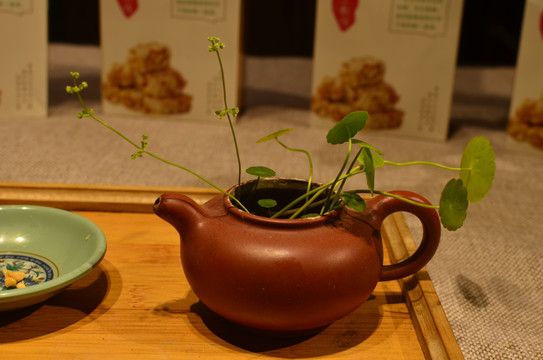茶具绿植