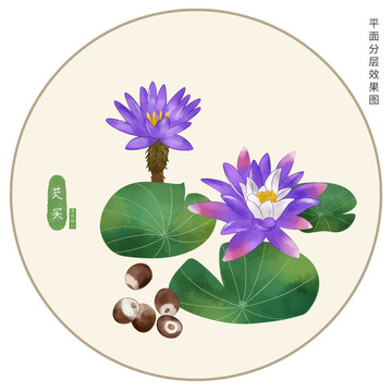 手繪芡實(shí)