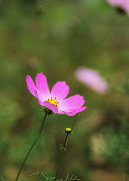 格桑花