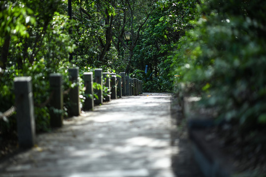 幽暗的登山路