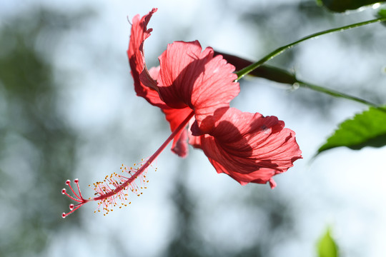 黄昏下的大红花特写