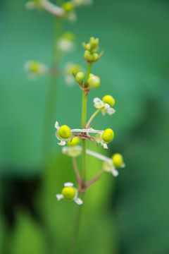 鲜花特写