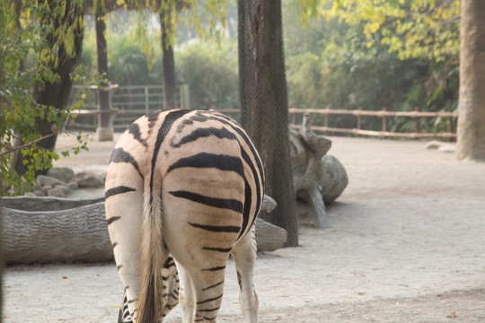 上海野生动物园里的斑马