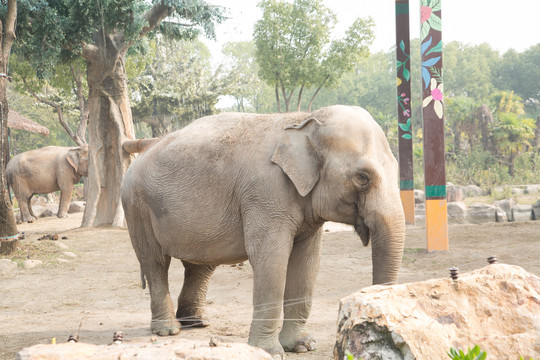 上海野生动物园里的大象