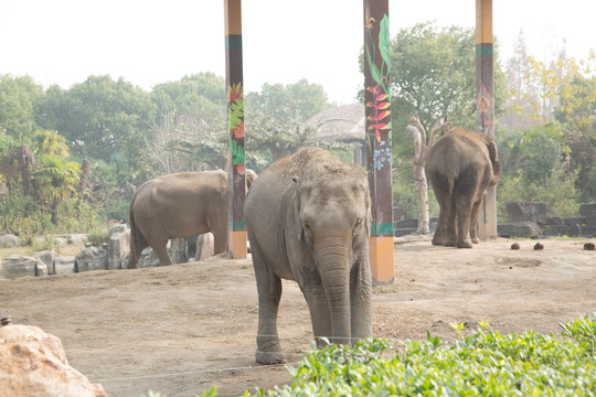 上海野生动物园里的大象