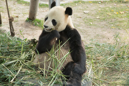 上海野生动物园里的大熊猫