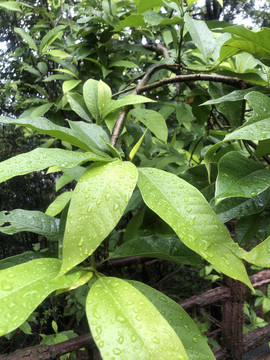 粘雨水的树叶