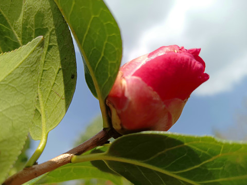 茶花花苞