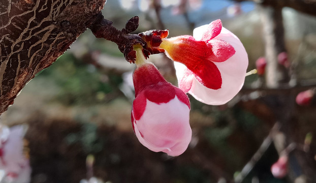 杏花花苞