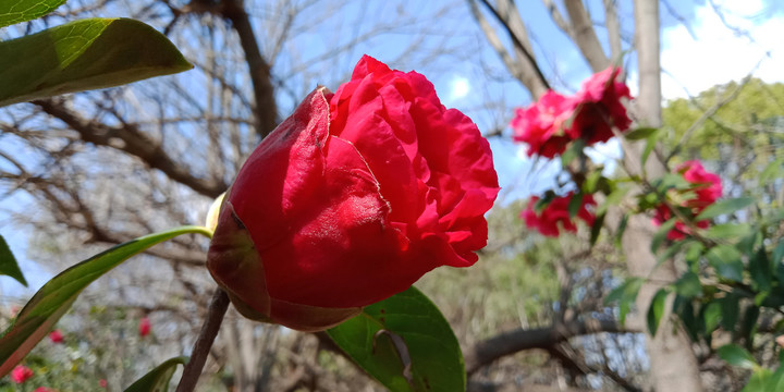 茶花花苞