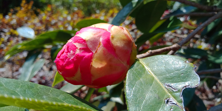 茶花花苞