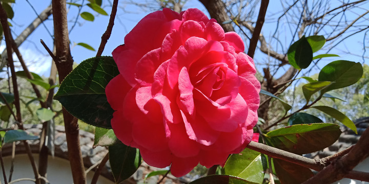 茶花花朵