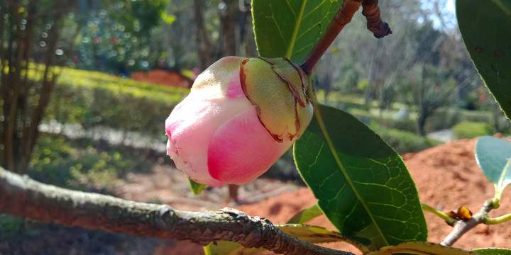 茶花花苞