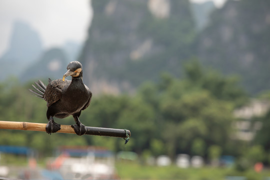 鹭鸶