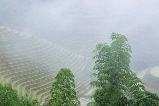 龙脊梯田