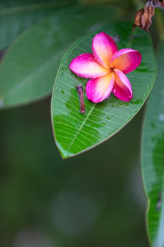 鸡蛋花