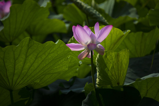 荷花