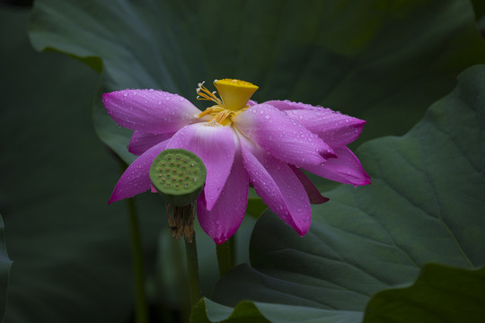 荷花