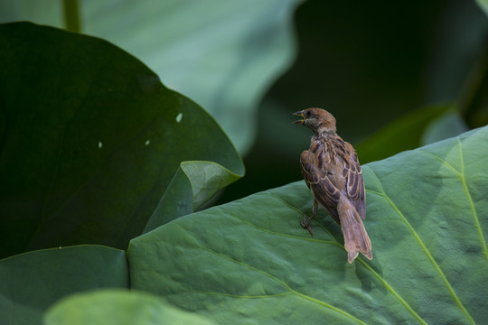 麻雀