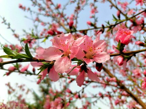桃花朵朵