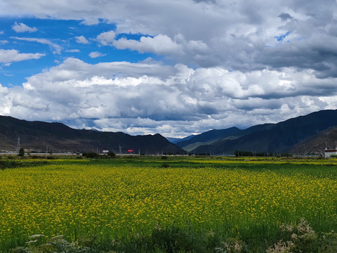 油菜花海