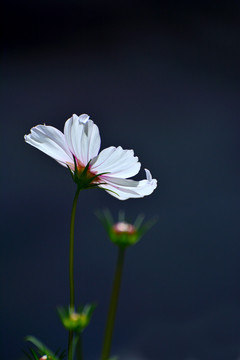 格桑花