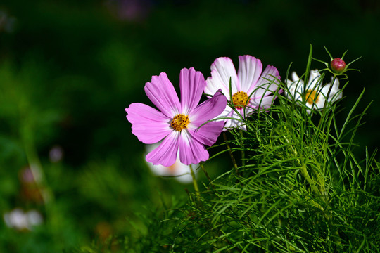 格桑花