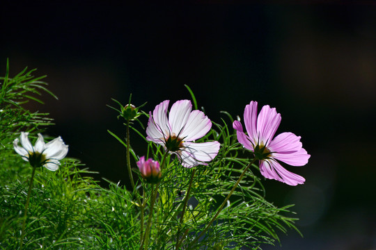 格桑花